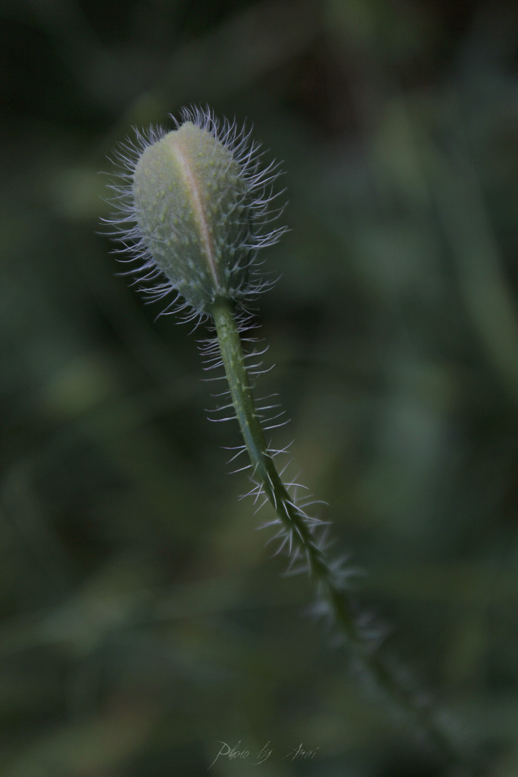 _MG_9802a.JPG