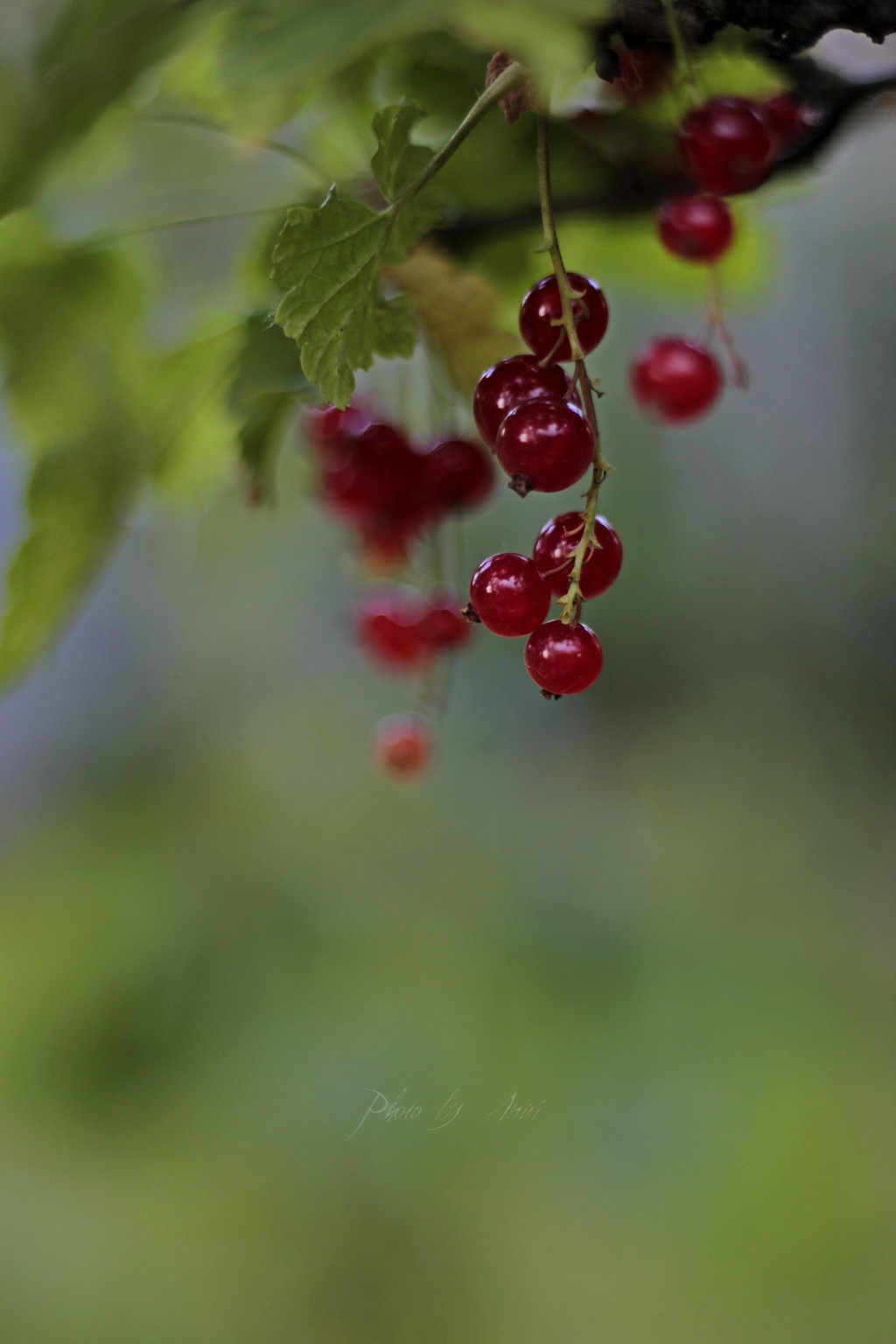 _MG_0033a.JPG