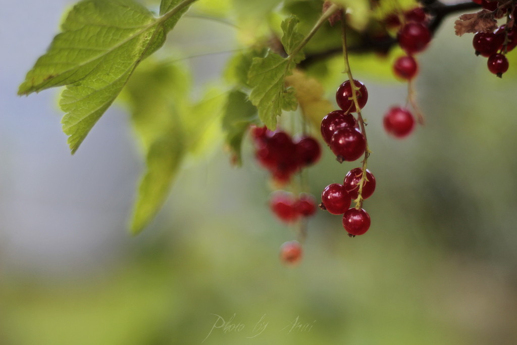 _MG_0034a.JPG