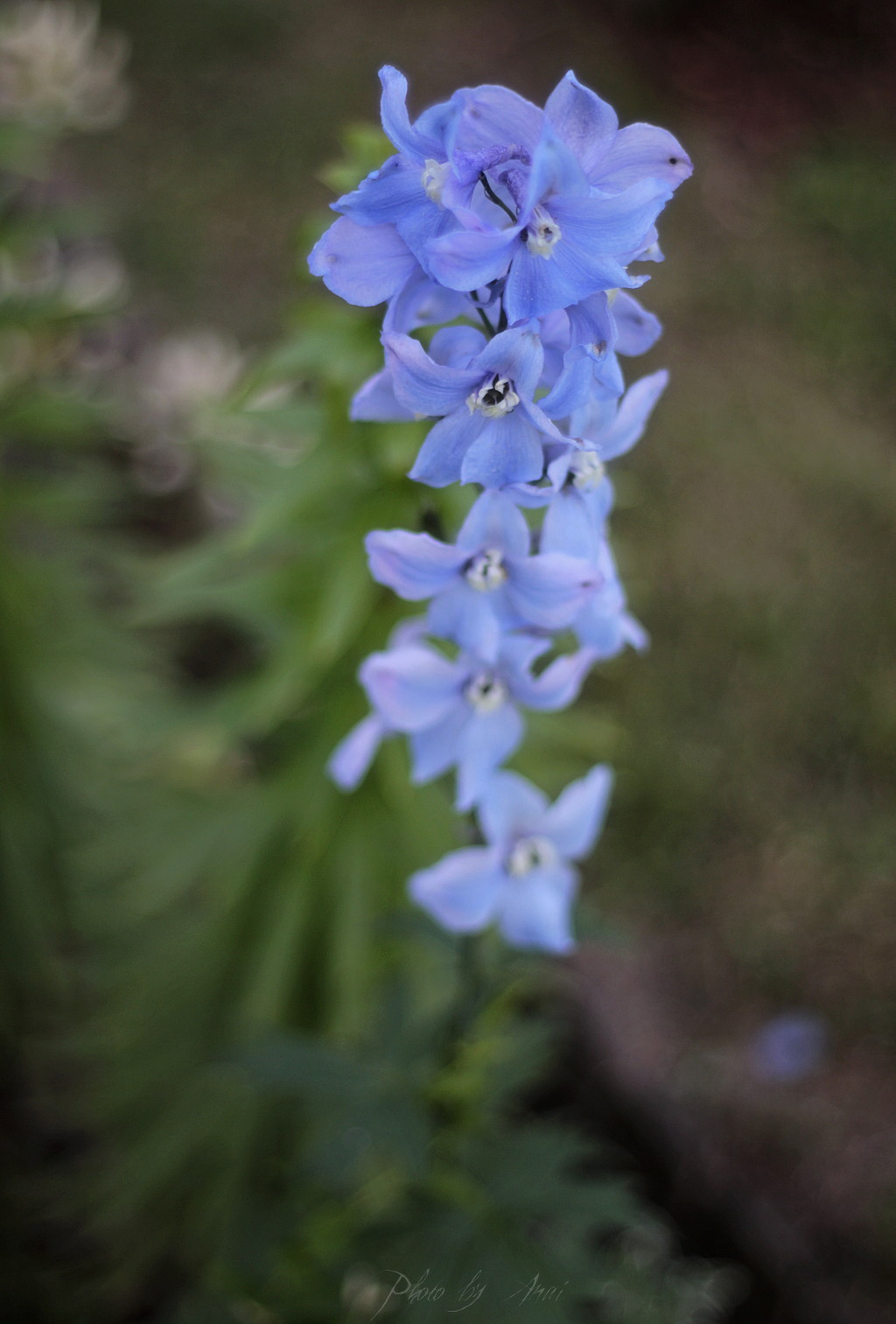 _MG_0102a.JPG