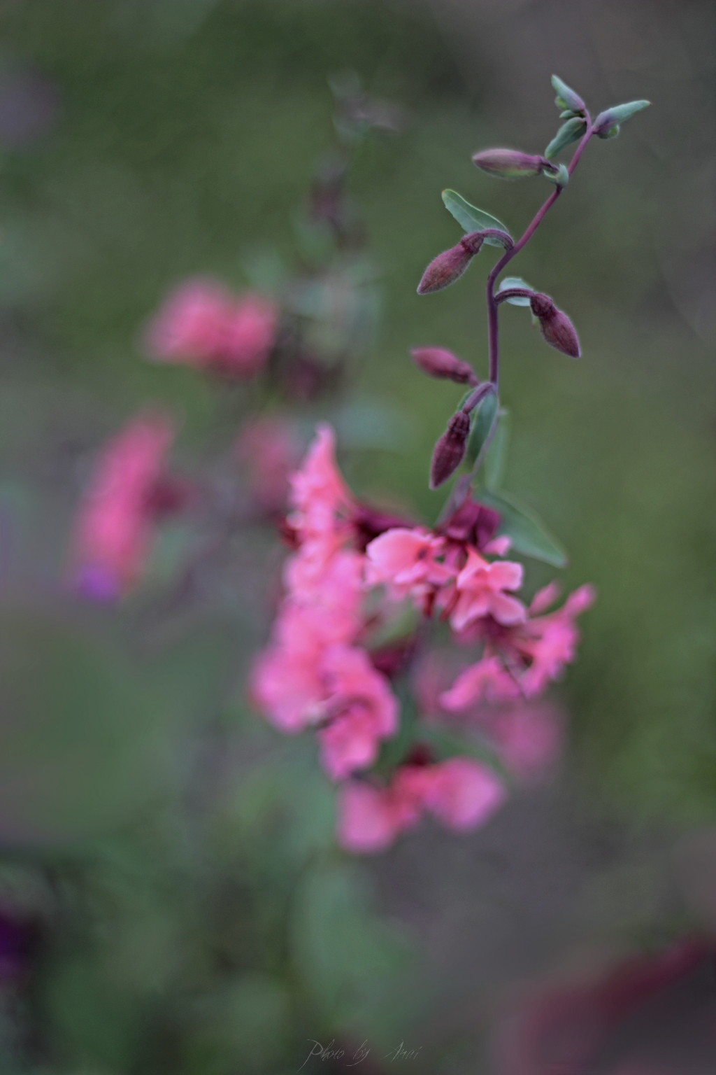 _MG_0100a.JPG