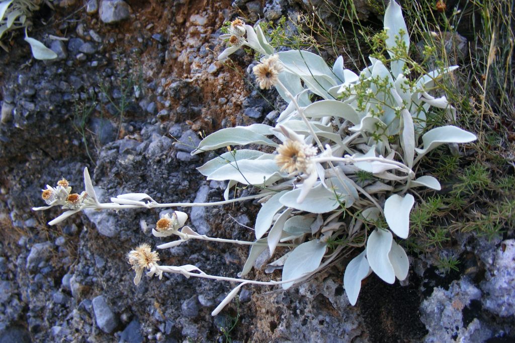 DSCF5629.JPG