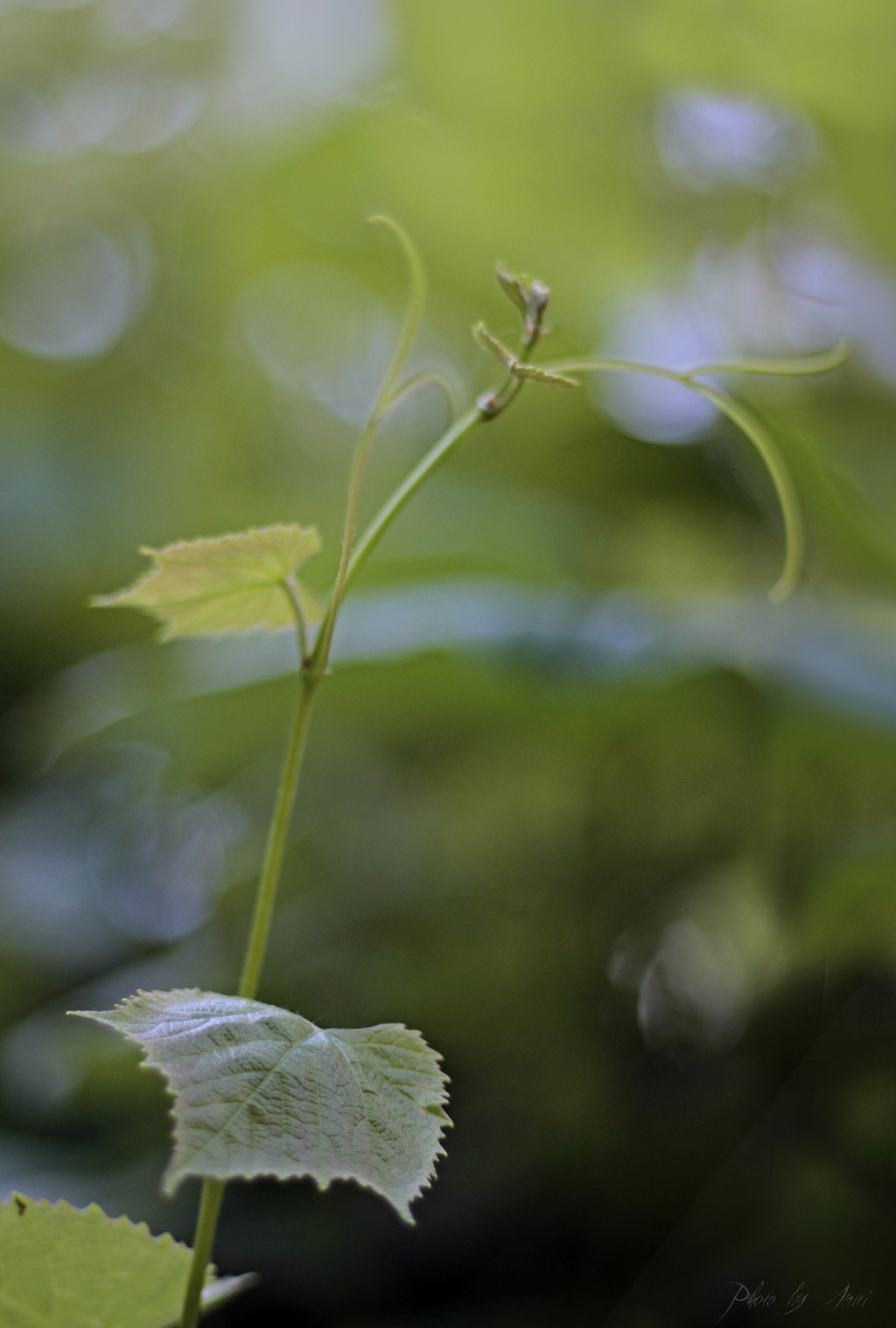 _MG_0080a.JPG