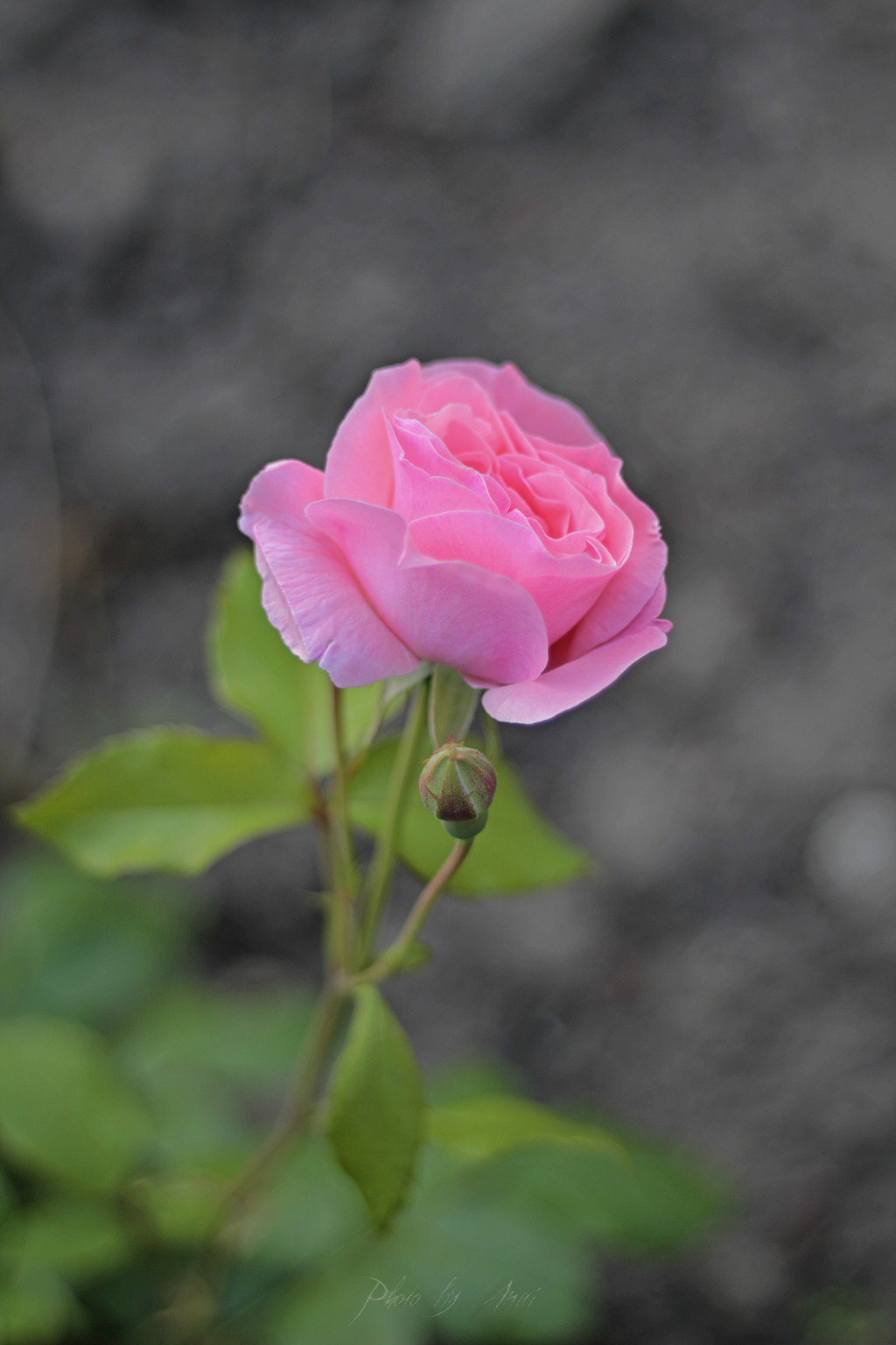 _MG_0020a.JPG