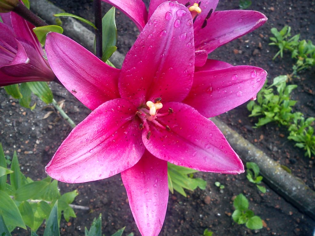DSC07433.JPG