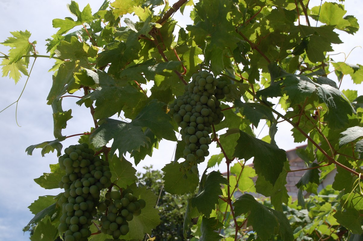 DSC_1765 (Kopiowanie).JPG