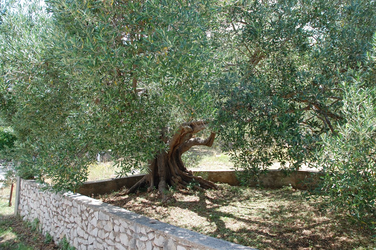 DSC_1772 (Kopiowanie).JPG