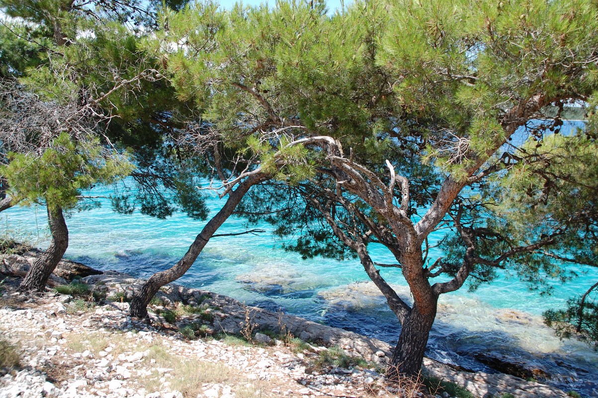 DSC_1799 (Kopiowanie).JPG