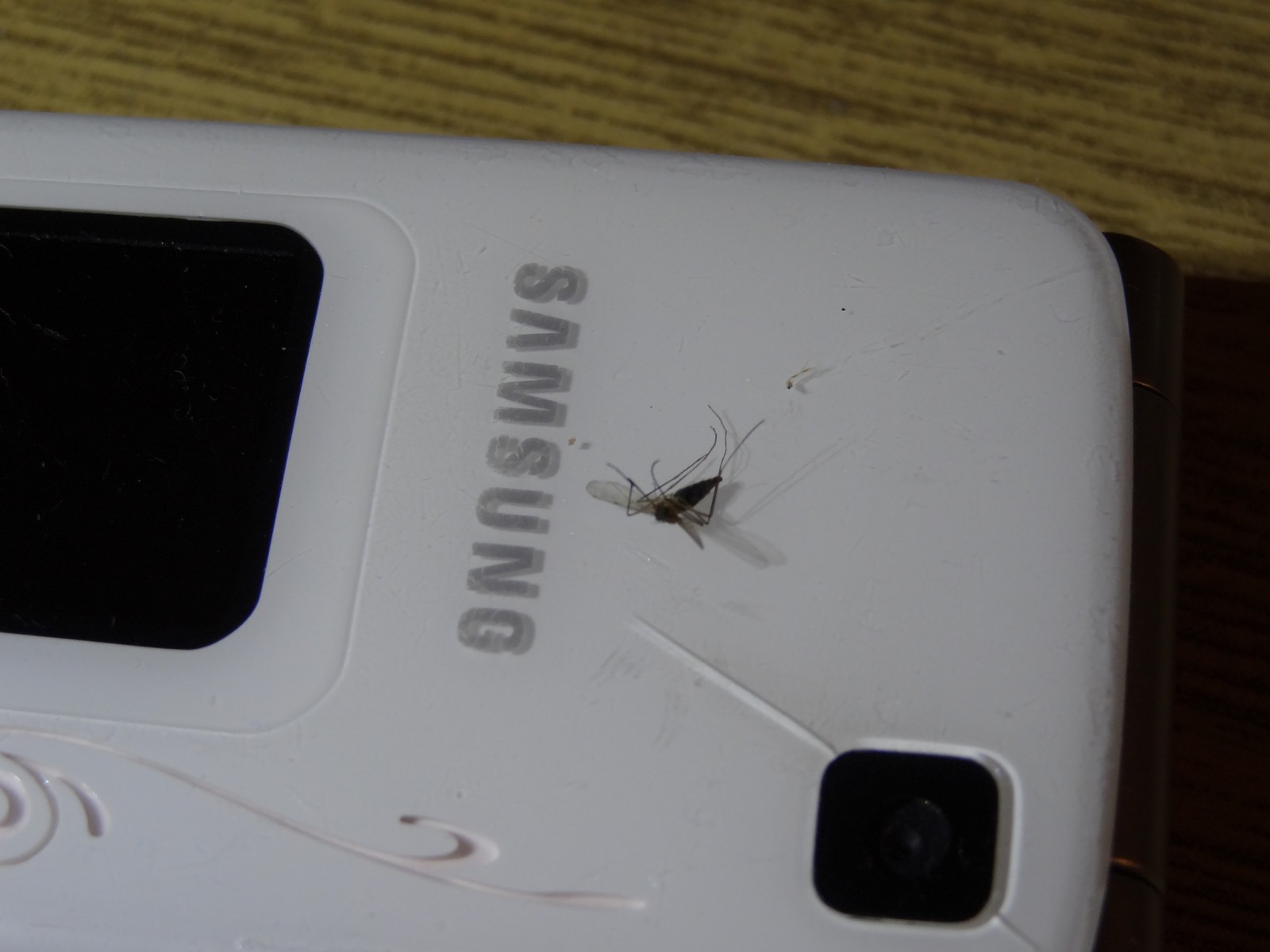 komar 2 (Kopiowanie).JPG