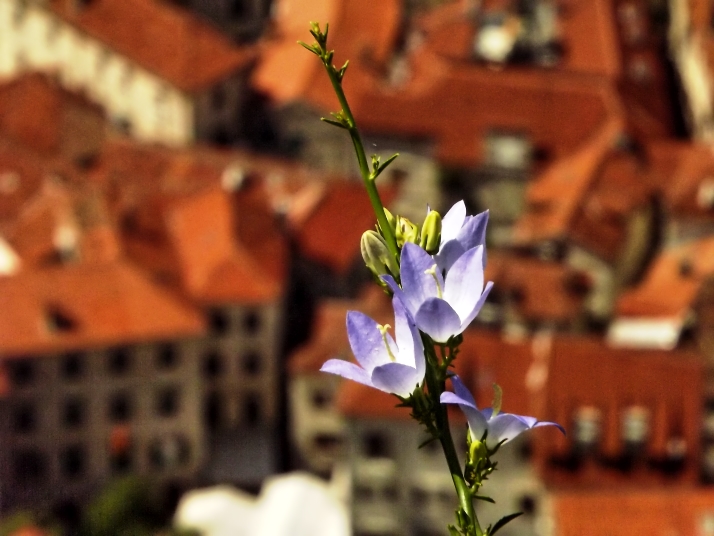 DSCF4438.jpg