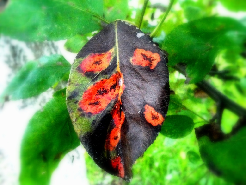20140907_185451.jpg