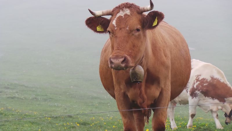 20140730_095948_LLS (800x450).jpg