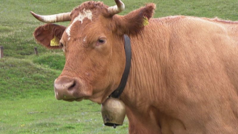 CAM_0343 (800x450).jpg