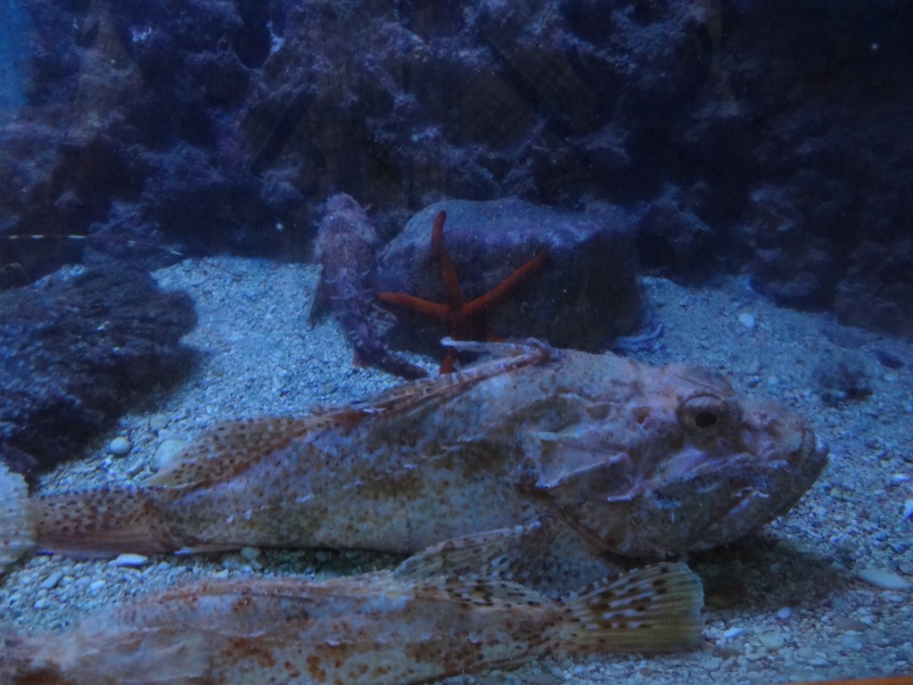 Czarnogóra i Dubrownik 218 [1024x768].JPG