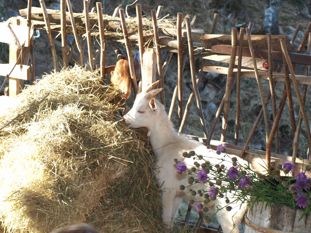 P6202372 (1024x768).jpg