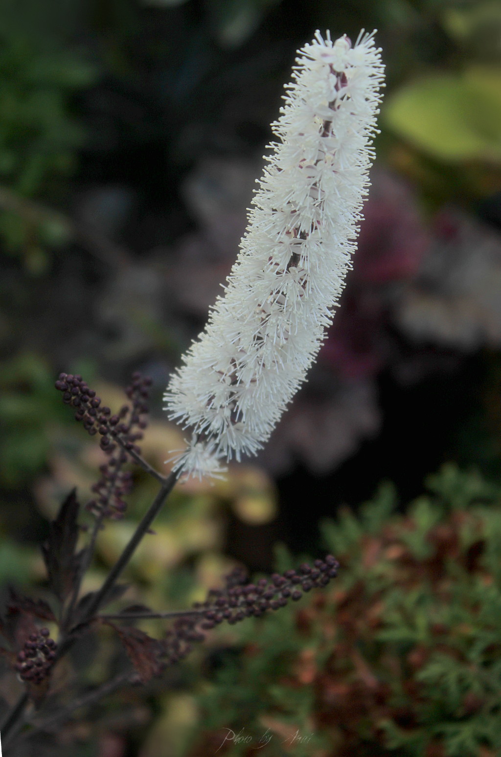 _MG_2542a.JPG
