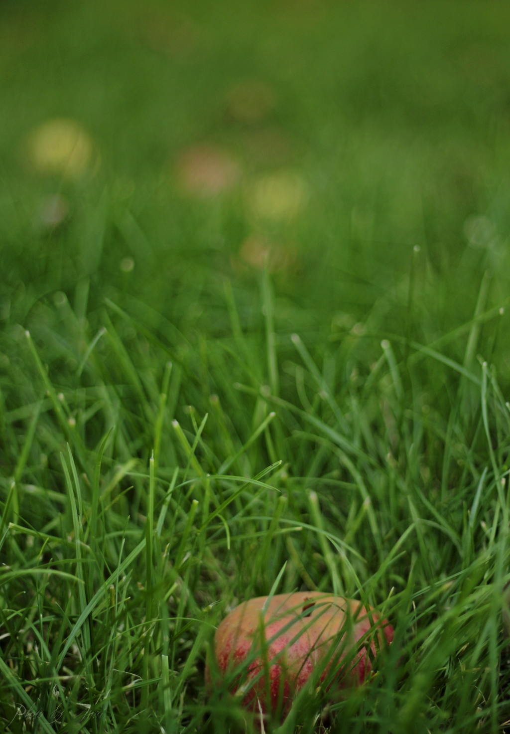 _MG_2612a.JPG