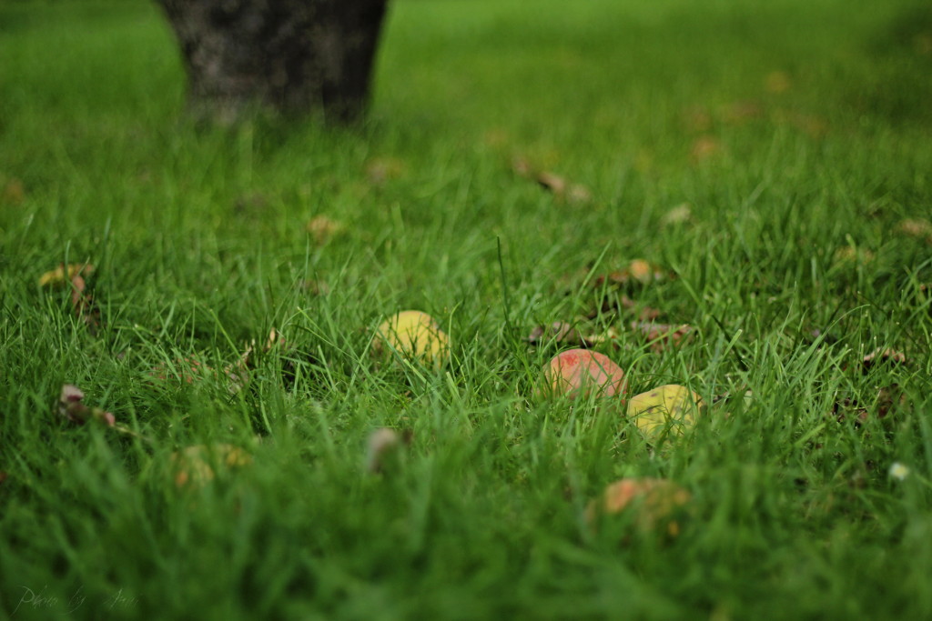 _MG_2610a.JPG