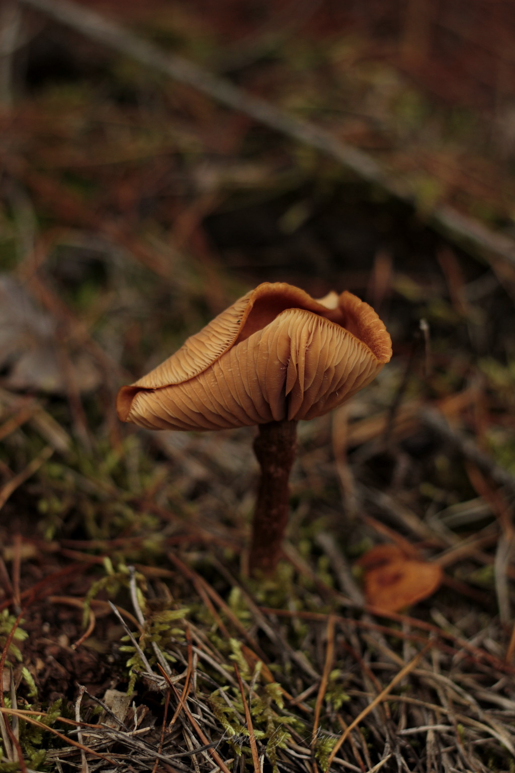_MG_2731a.JPG