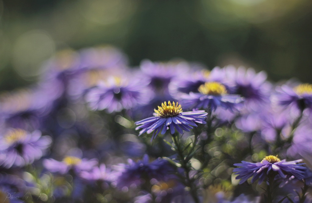_MG_2681a.JPG