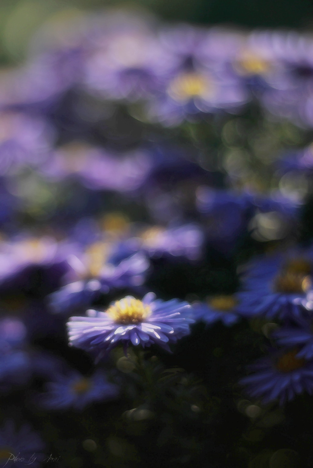 _MG_2682a.JPG
