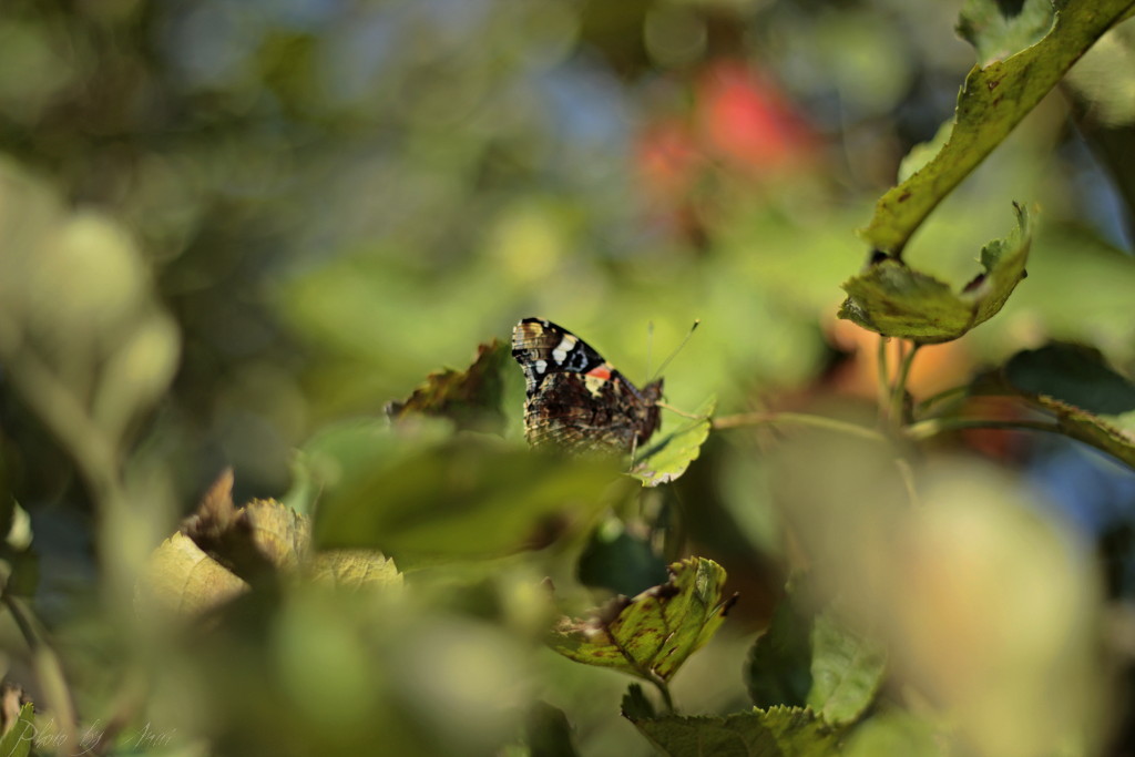 _MG_2686a.JPG