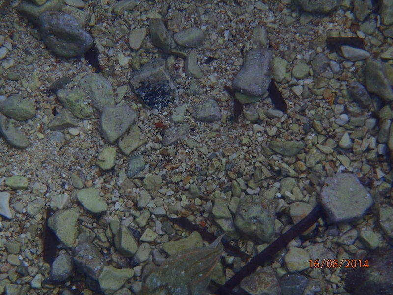 P8161718 (800x600).jpg