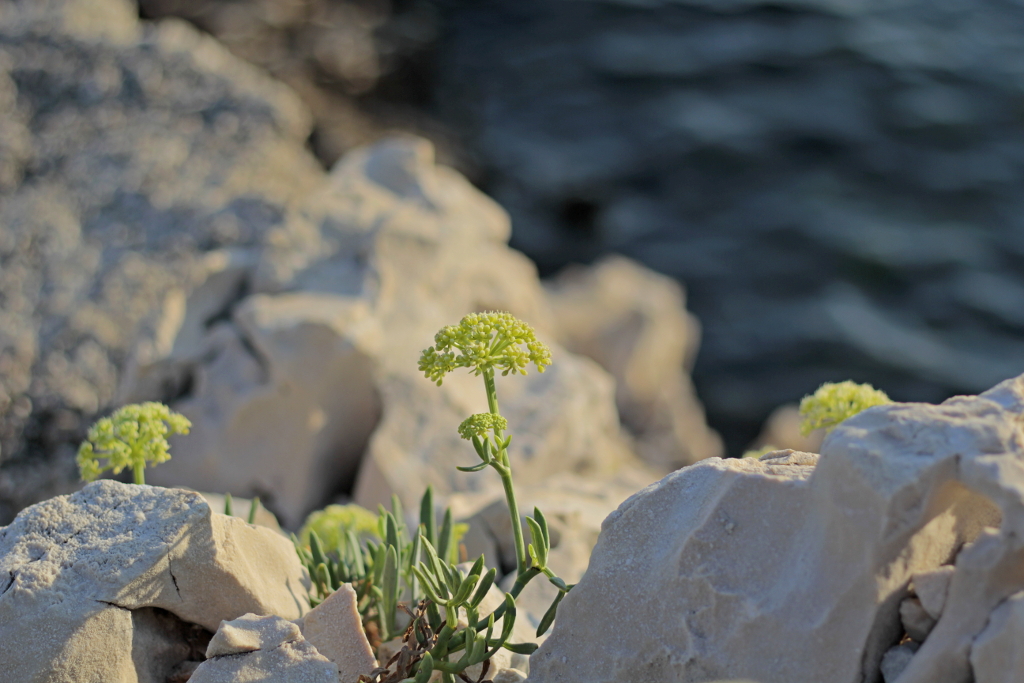 _MG_1634a.JPG