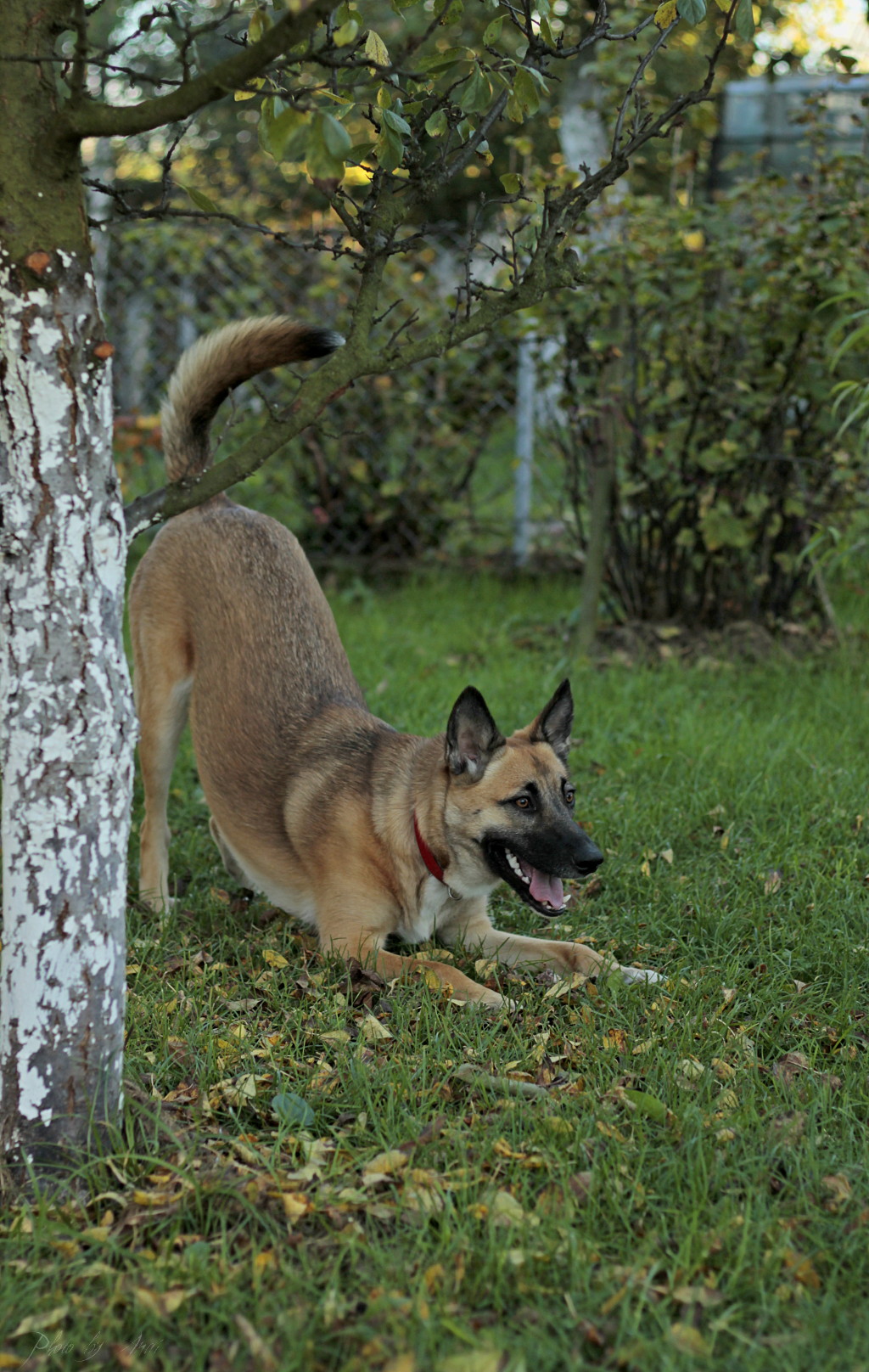 _MG_2830a.JPG