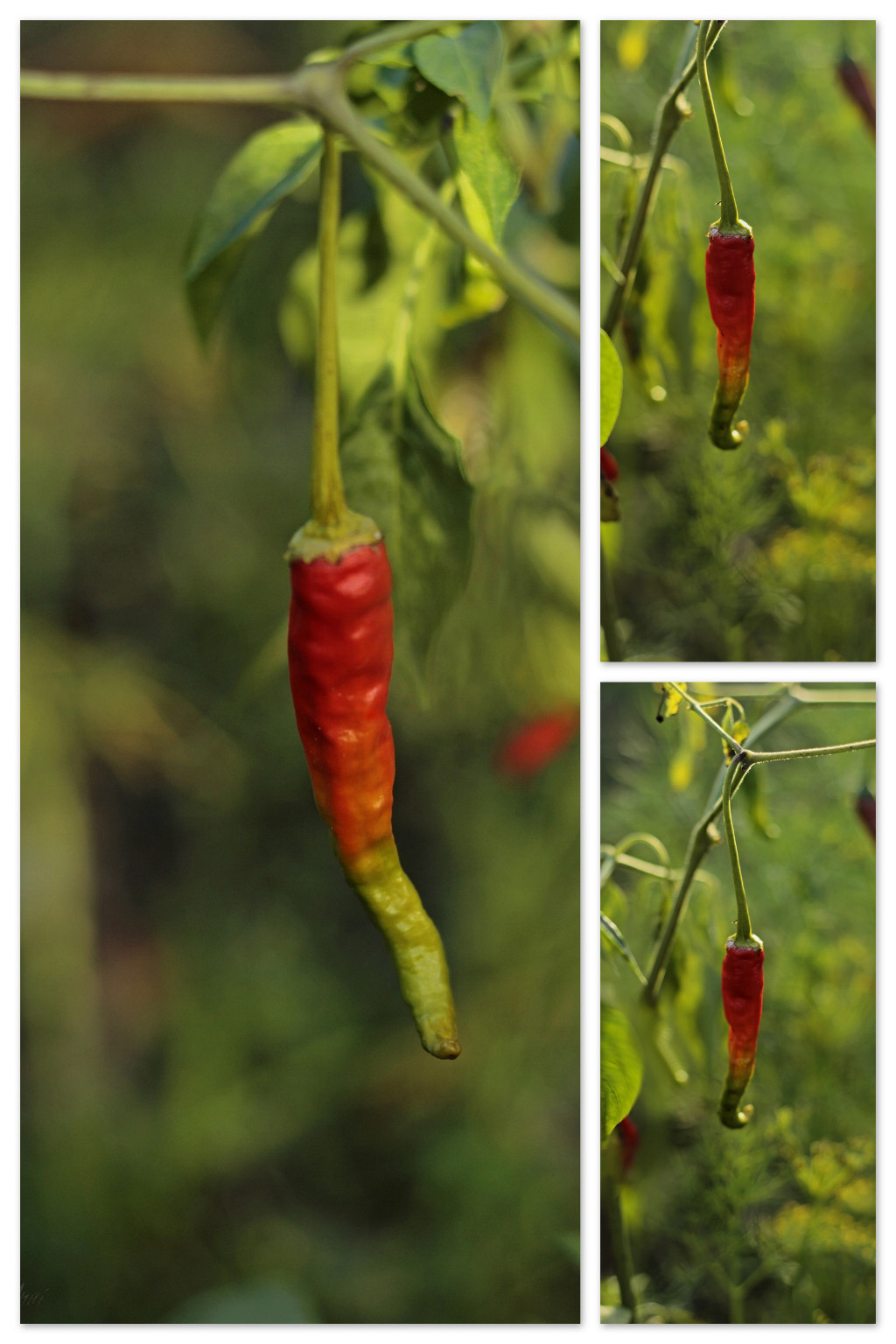 rastafariańskie chilli.jpg