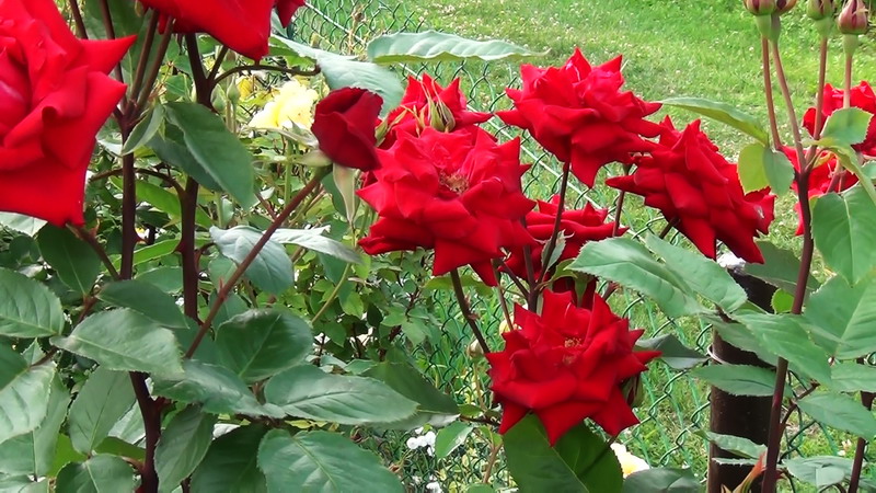 20120705183315(1).jpg