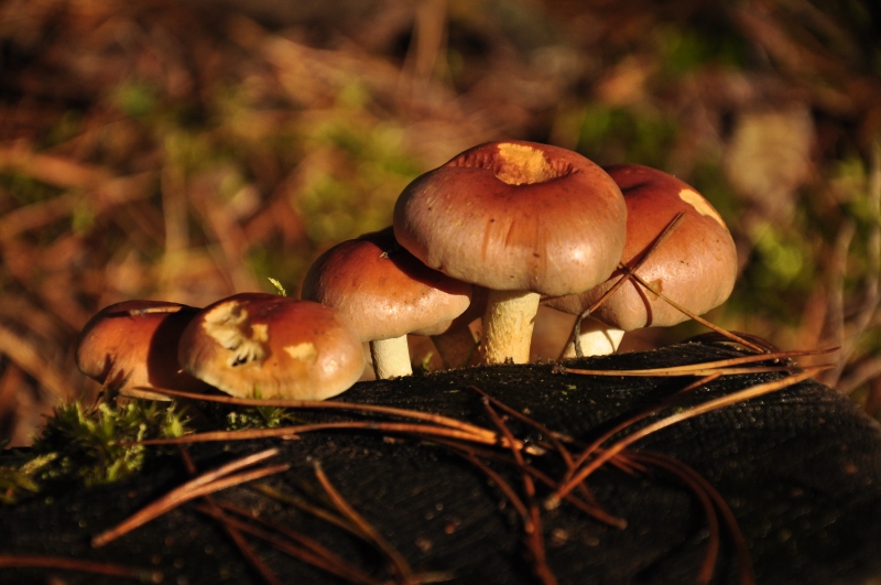 _DSC0110.jpg