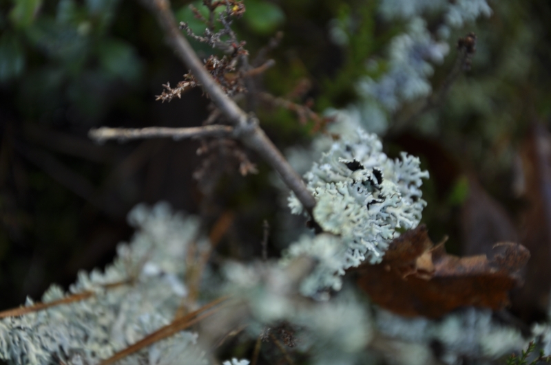_DSC0615.jpg