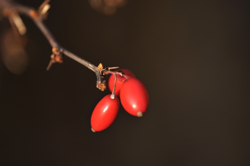 _DSC0871.jpg