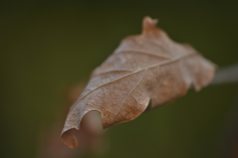 _DSC0884.jpg