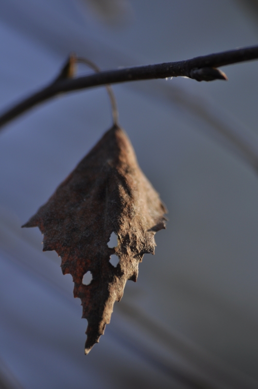_DSC0896.jpg