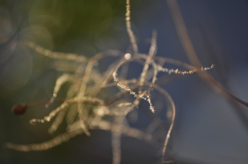 _DSC0907.jpg