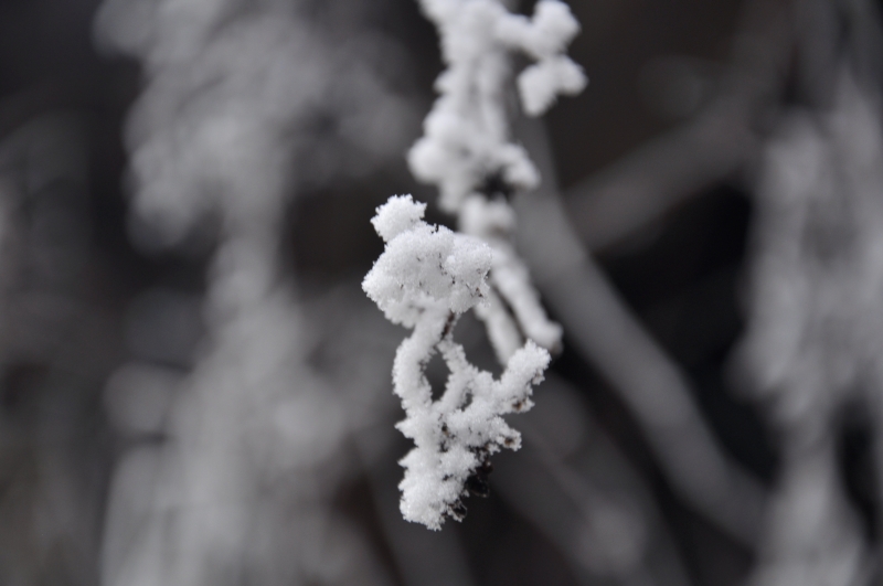 _DSC1474.jpg