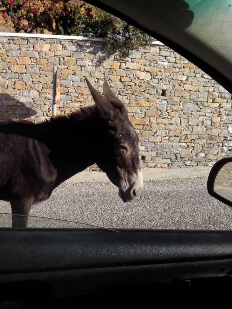 Tholaria 1 Franciszek.jpg