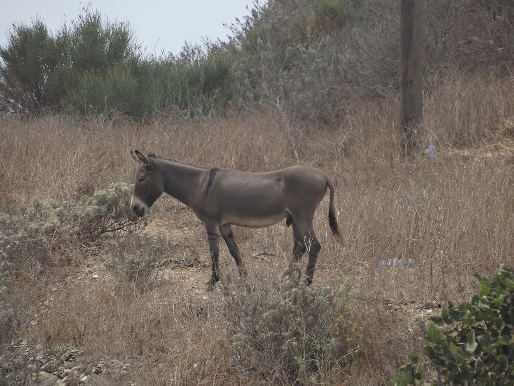 Tholaria 15 osiołek.jpg