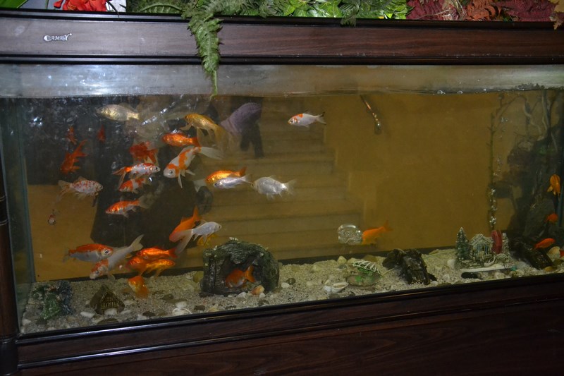 DSC_0242 (Kopiowanie).JPG