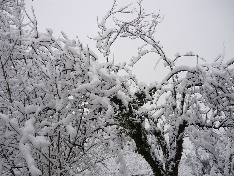 ogródek4.jpg