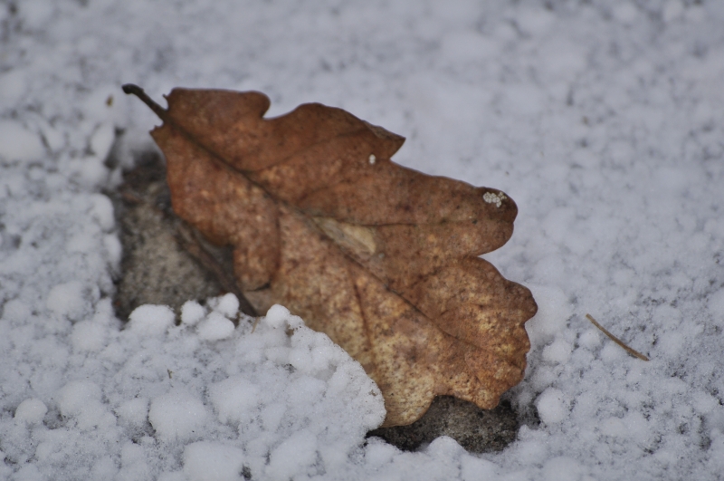 _DSC1831.jpg