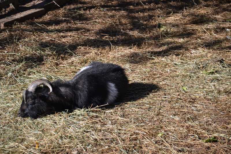 DSC_1094 (Kopiowanie).JPG