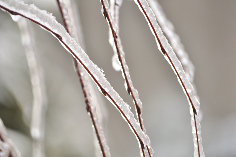 _DSC0042.jpg