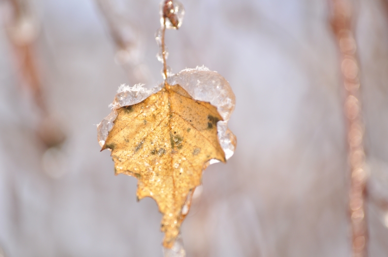 _DSC0038.jpg