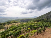 płody ziemi - winnica Tadici